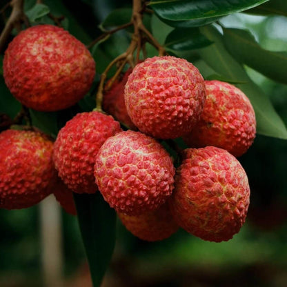 Bright Red Lychee Seeds 