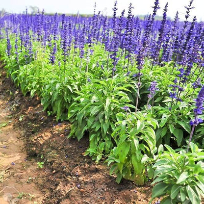 Bright Seeds - Herbal Plant for Home Gardens