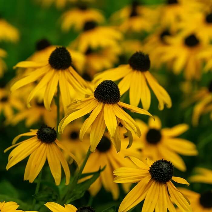 Bright Yellow Black-Eyed Susan Seeds