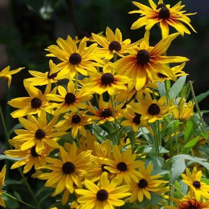 Bright Yellow Black-Eyed Susan Seeds