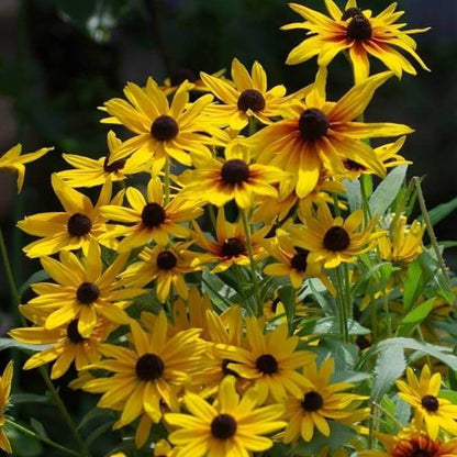 Bright Yellow Black-Eyed Susan Seeds