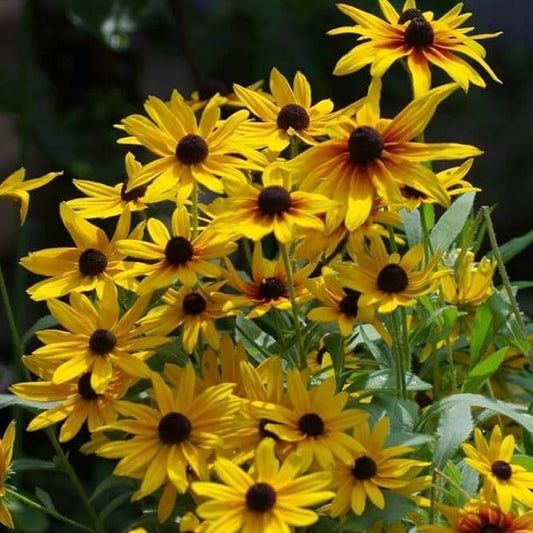 Bright Yellow Black-Eyed Susan Seeds