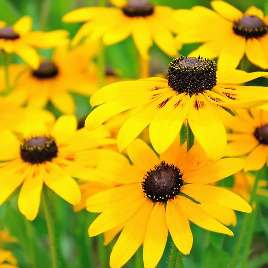 Bright Yellow Black-Eyed Susan Seeds