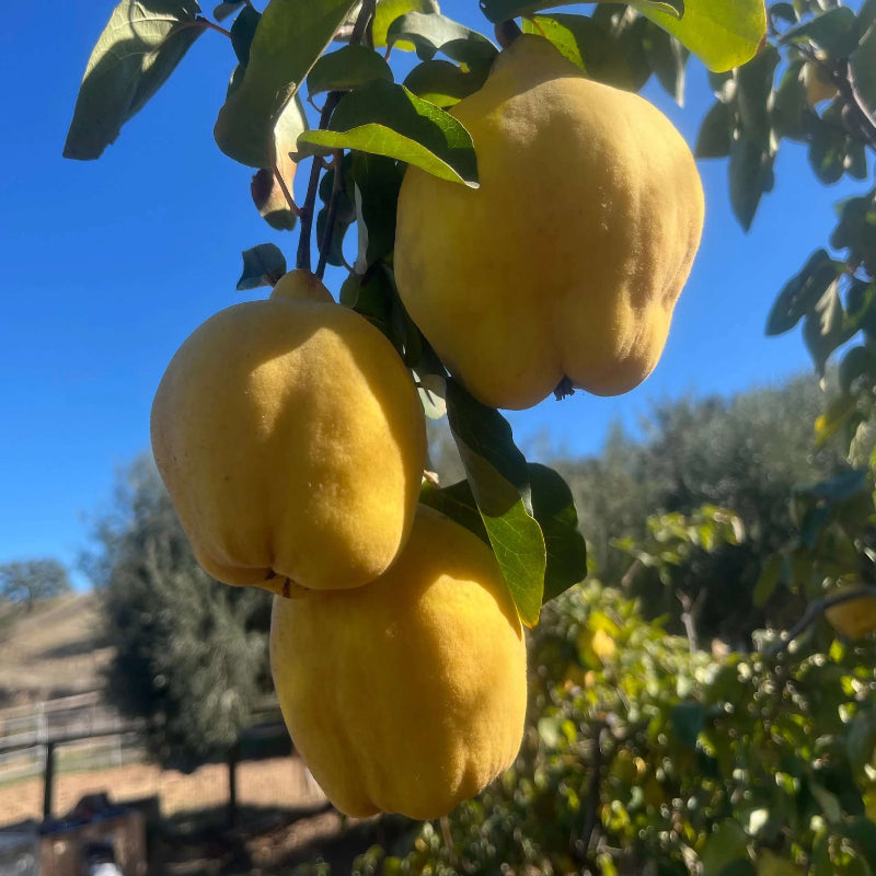Bright Yellow Quince Seeds - Fruit Plant for Home Gardens