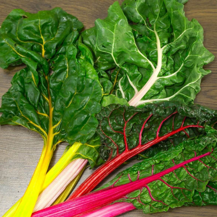 Bright lights swiss chard seeds - Vegetable Plant