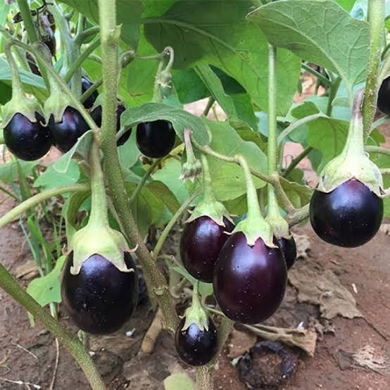 Brinjal Seeds - Heirloom Vegetable Plant for Home Gardens