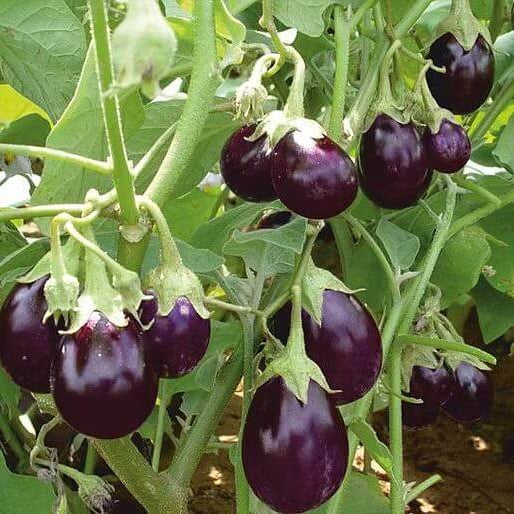 Brinjal Seeds - Heirloom Vegetable Plant for Home Gardens
