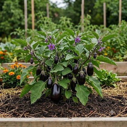 Brinjal Seeds - Heirloom Vegetable Plant for Home Gardens