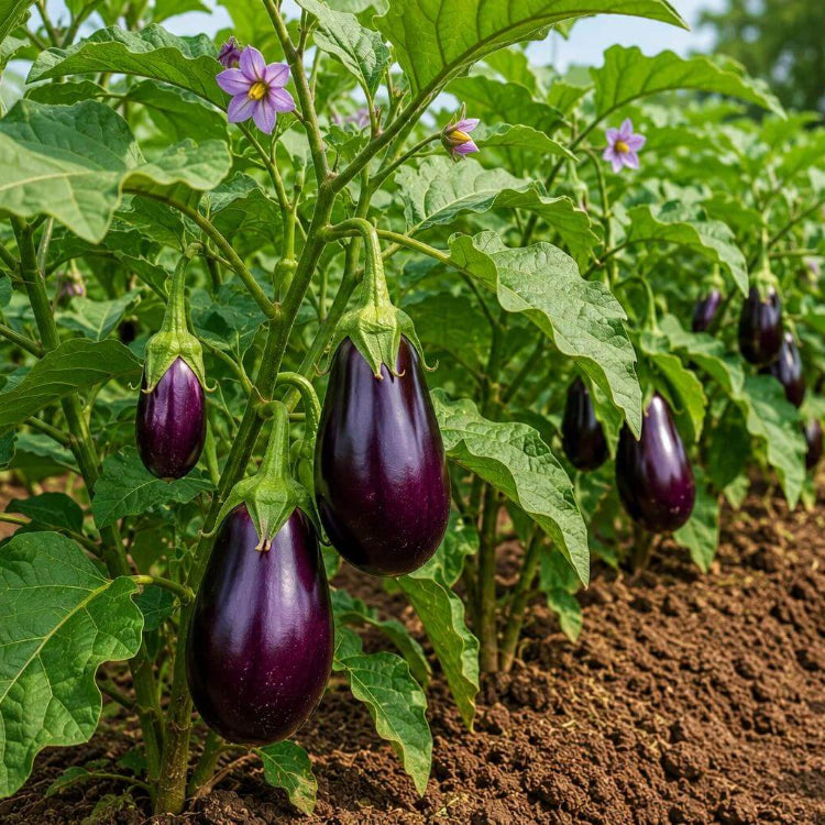 Brinjal Seeds - Heirloom Vegetable Plant for Home Gardens