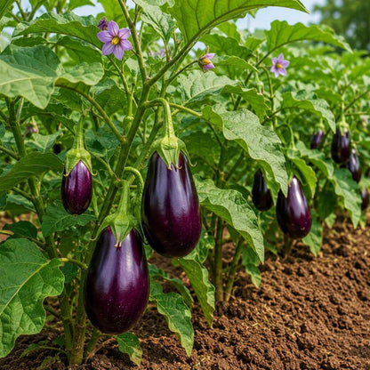 Brinjal Seeds - Heirloom Vegetable Plant for Home Gardens