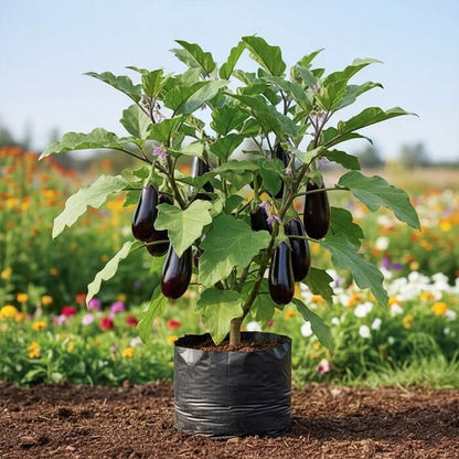 Brinjal Seeds - Heirloom Vegetable Plant for Home Gardens