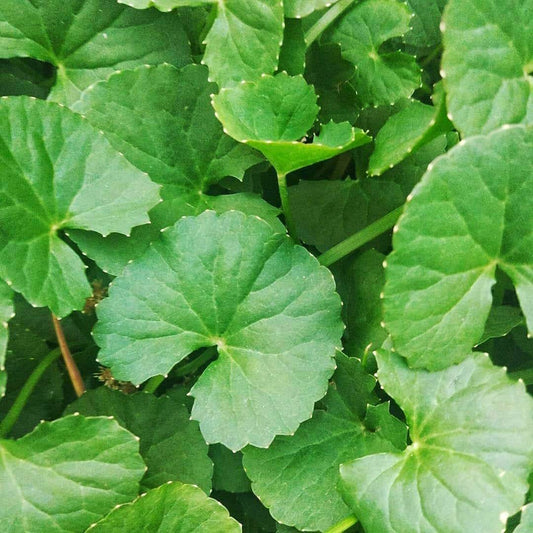Broad-Leaf Gotu Kola Seeds - Herbal Plant for Home Gardens