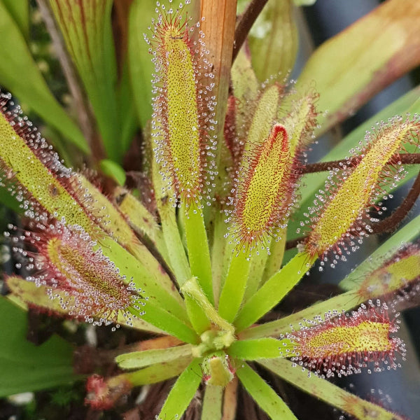 Broad Leaf Sundew Seeds