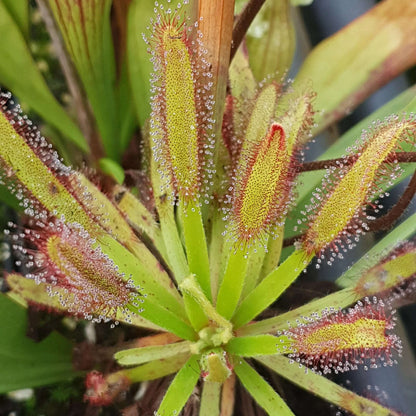 Broad Leaf Sundew Seeds