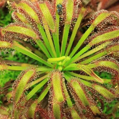 Broad Leaf Sundew Seeds