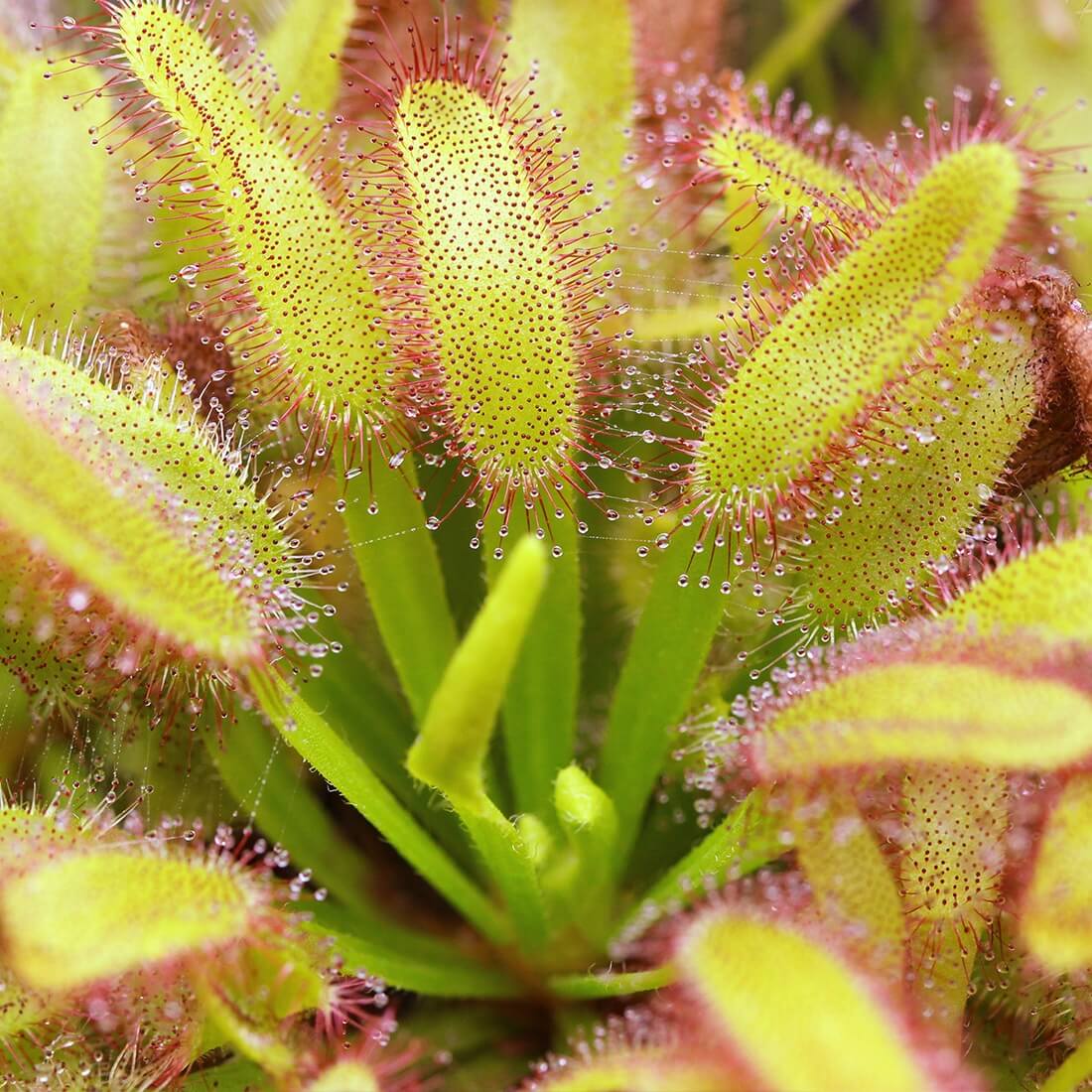 Broad Leaf Sundew Seeds