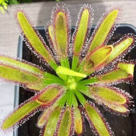 Broad Leaf Sundew Seeds