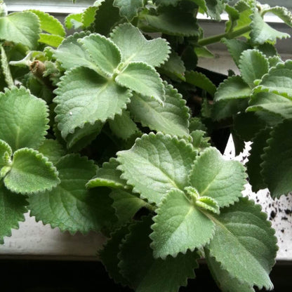 Broad Leaf Thyme Seeds - Heirloom Herb Plant for Home Gardens