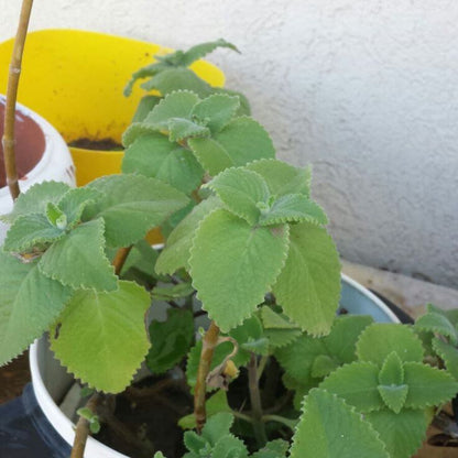 Broad Leaf Thyme Seeds - Heirloom Herb Plant for Home Gardens