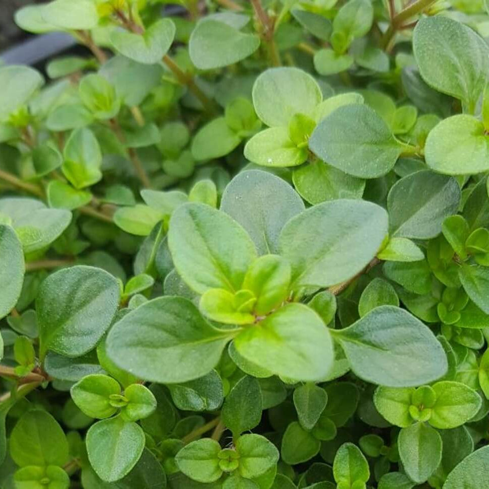 Broad Leaf Thyme Seeds - Heirloom Herb Plant for Home Gardens