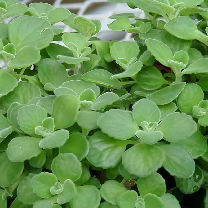 Broad Leaf Thyme Seeds - Heirloom Herb Plant for Home Gardens