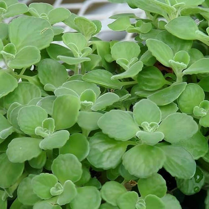 Broad Leaf Thyme Seeds - Heirloom Herb Plant for Home Gardens