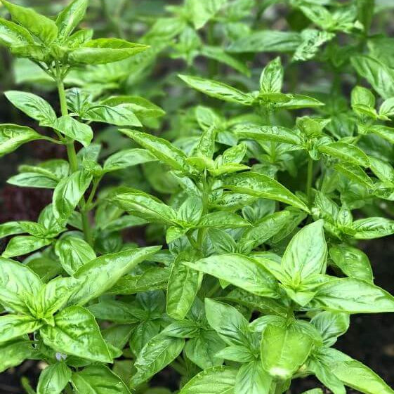 Broadleaf Basil Plant Seeds - Herbal Plant