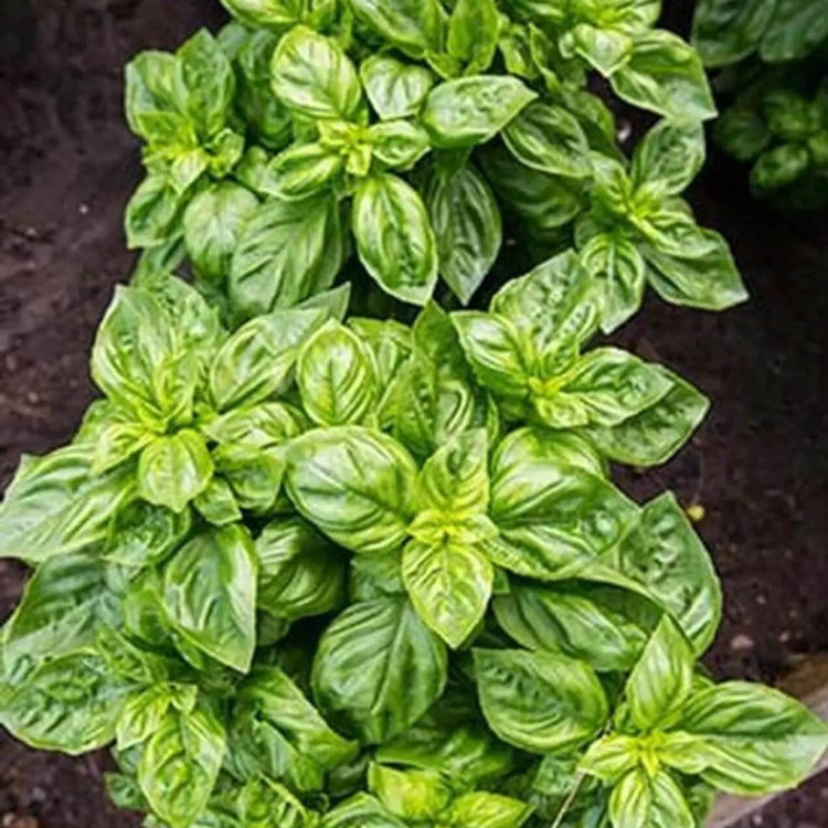 Broadleaf Basil Plant Seeds - Herbal Plant