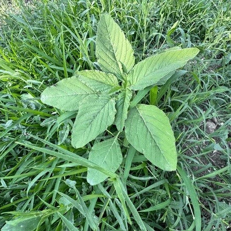 Broadleaf Basil Plant Seeds - Herbal Plant