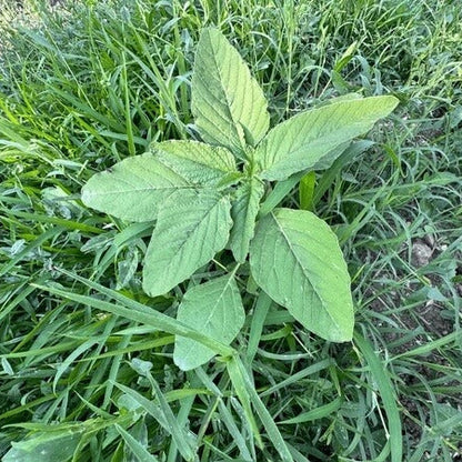 Broadleaf Basil Plant Seeds - Herbal Plant