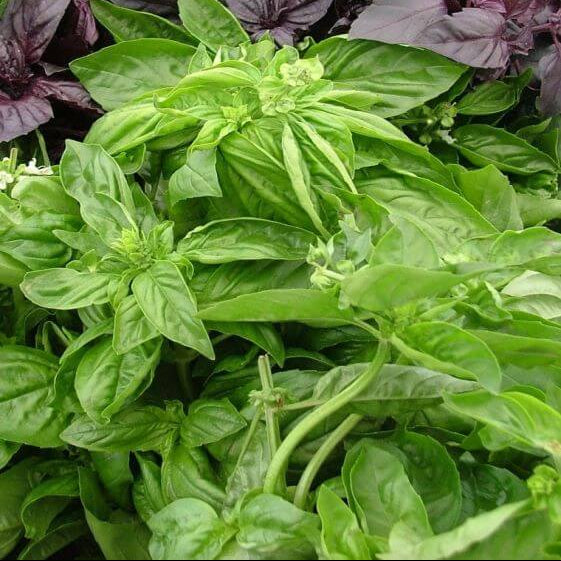 Broadleaf Basil Plant Seeds - Herbal Plant