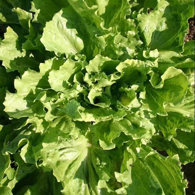 Broadleaf Endive Seeds 