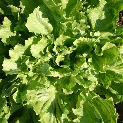 Broadleaf Endive Seeds 