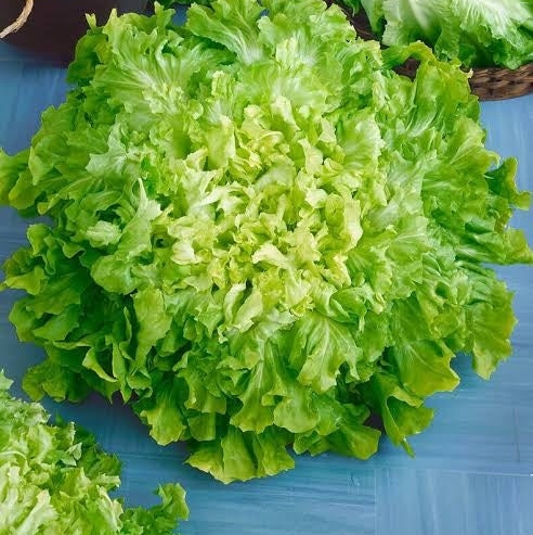Broadleaf Endive Seeds 