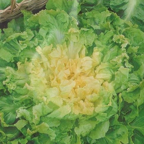 Broadleaf Endive Seeds 