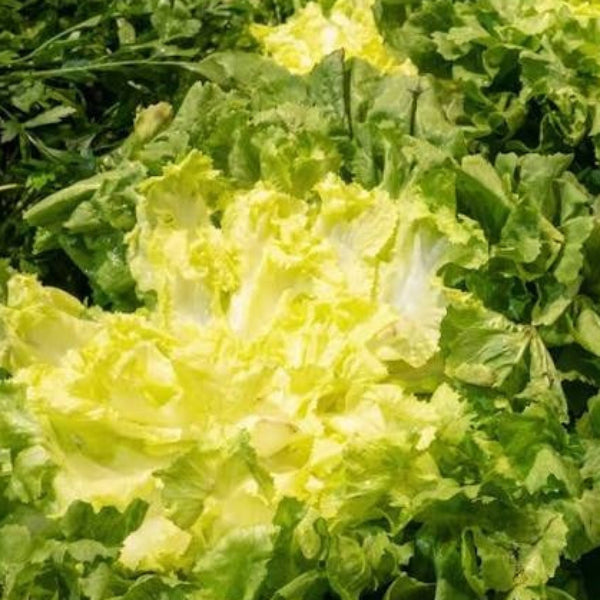 Broadleaf Endive Seeds 