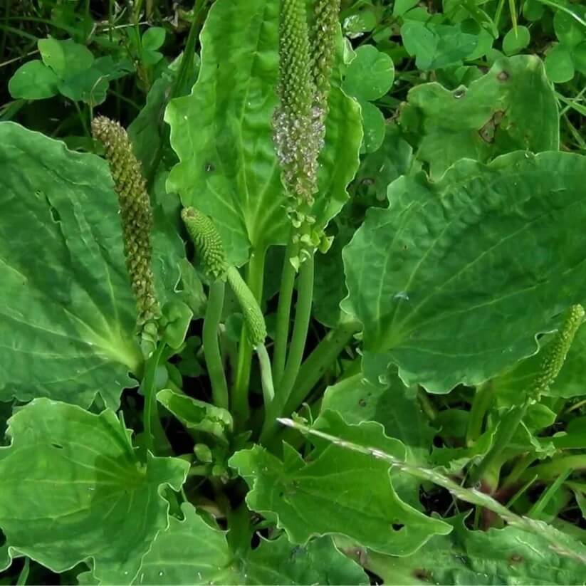Broadleaf Plantain seeds