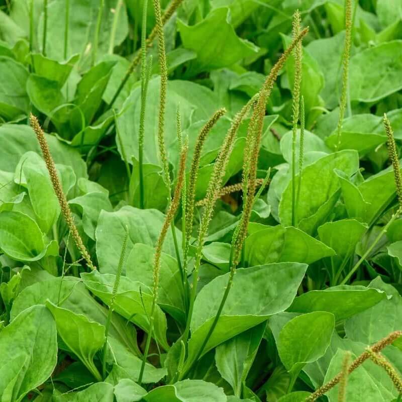 Broadleaf Plantain seeds