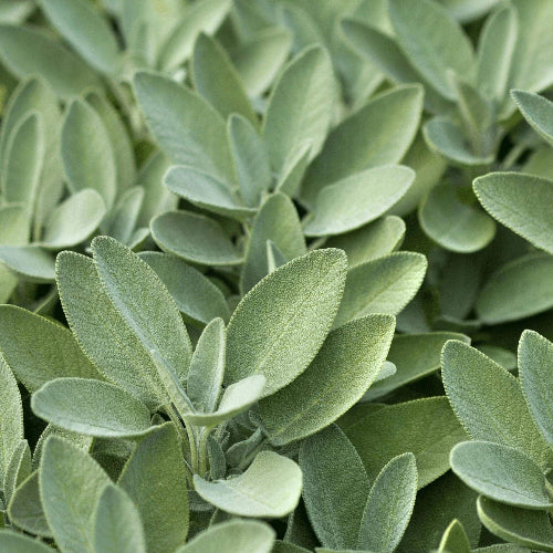 Broadleaf Savory Seeds 