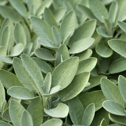 Broadleaf Savory Seeds 
