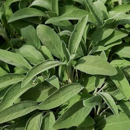 Broadleaf Savory Seeds 