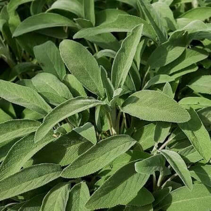 Broadleaf Savory Seeds 