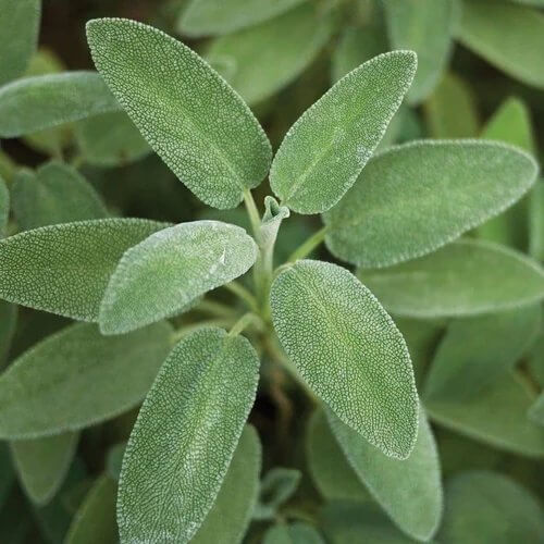 Broadleaf Savory Seeds 