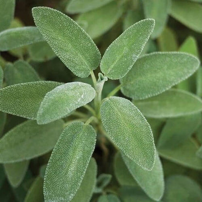 Broadleaf Savory Seeds 