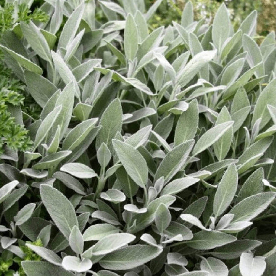 Broadleaf Savory Seeds 