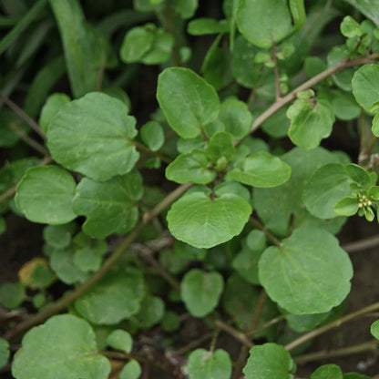 Broadleaf Watercress Seeds 