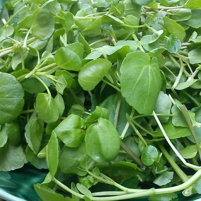 Broadleaf Watercress Seeds 