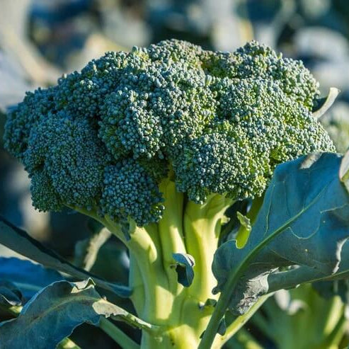 Broccoli Seeds