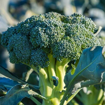 Broccoli Seeds