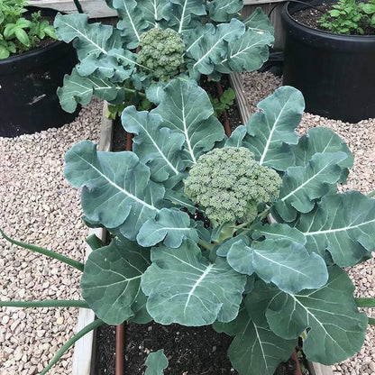 Broccoli Seeds